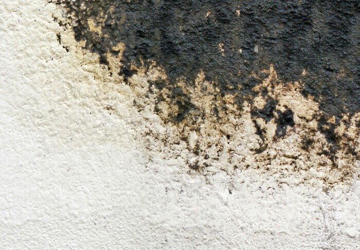 tipos de moho en las paredes