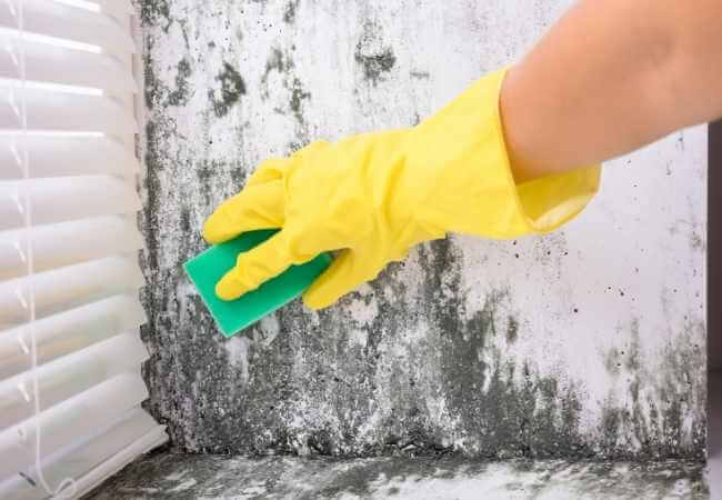 cómo limpiar moho en pared