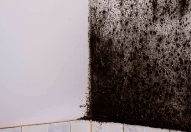 El moho negro en paredes: un problema cada vez más frecuente