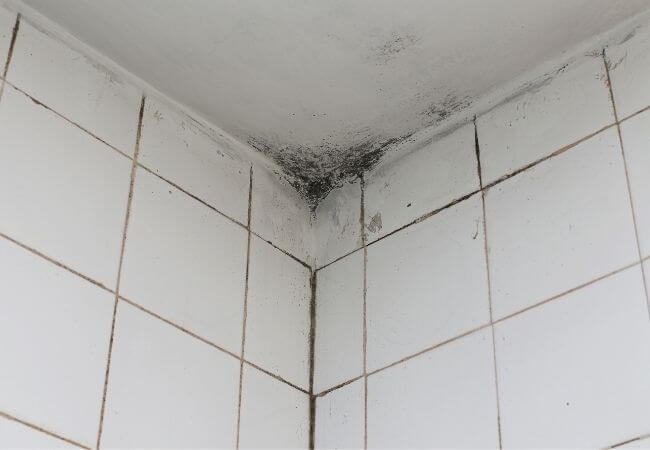 Cómo quitar el moho del techo de un baño? Te lo contamos